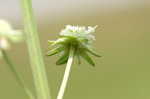 Clustered bushmint